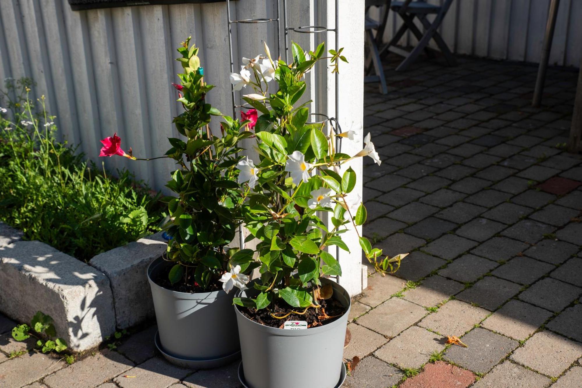 Guest House Tullgatan 24 Borgholm Exterior foto